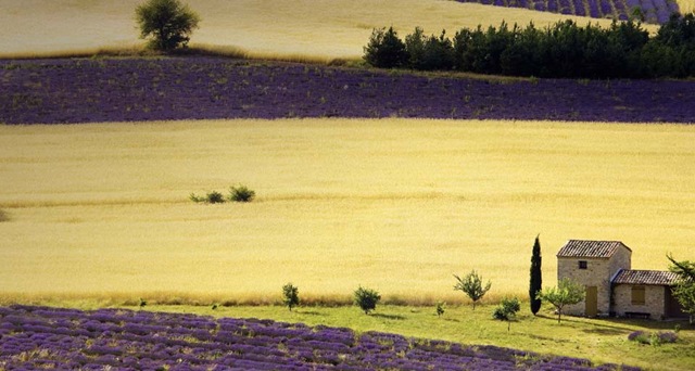 Lavender_ROW3240965000