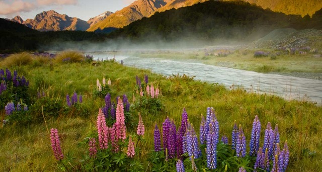 Lupines_EN-US755910023