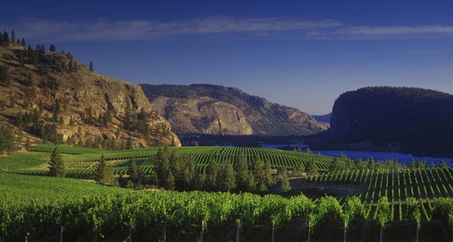 Vinyard_ROW1462820605