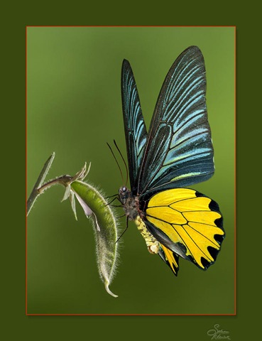 Butterfly-01