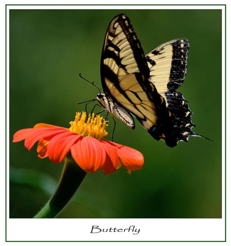 Butterfly-06