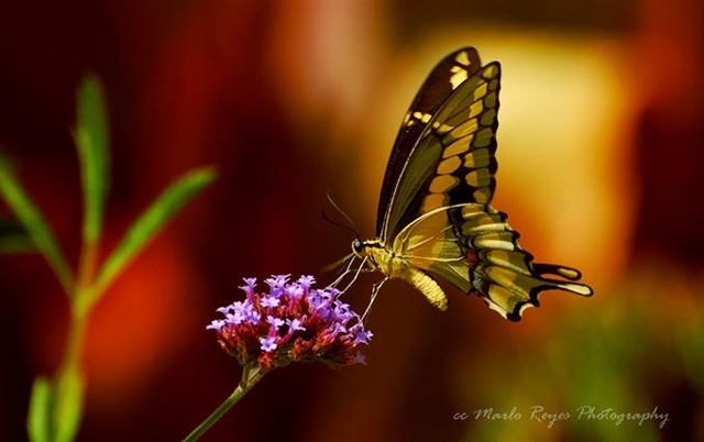 Butterfly-11